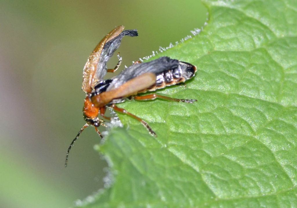 Rhagonycha nigriceps, Cantharidae (teratogenetica)